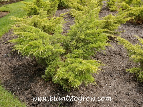 Gold Lace Juniper (Juniperus chinensis) 
The branches seem to spray from the center than the tips bend down.